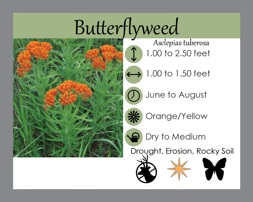 ButterflyWeed