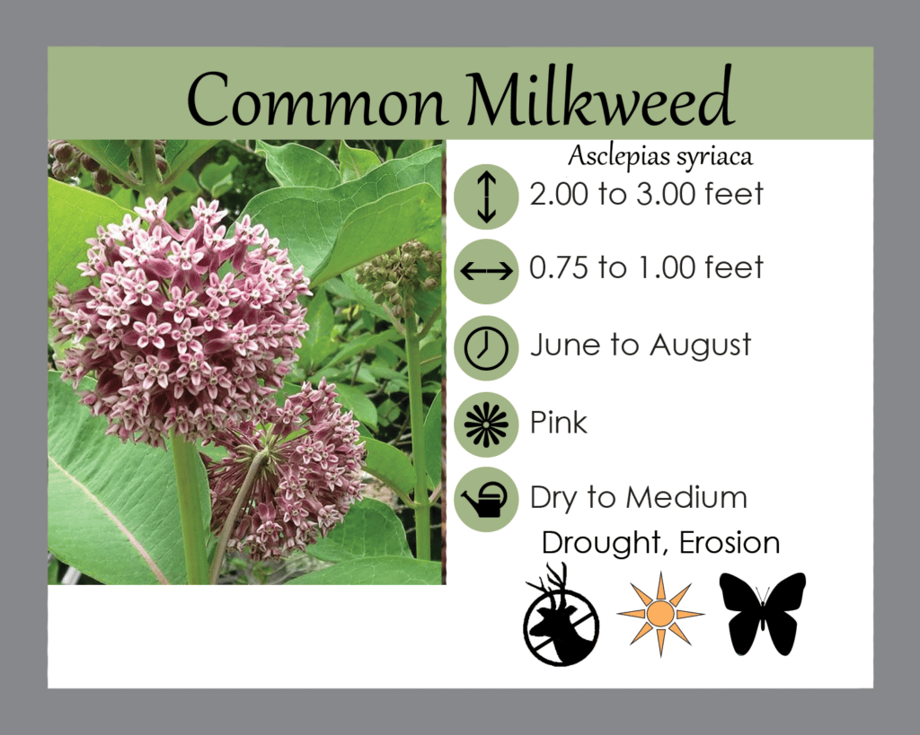 CommonMilkweed