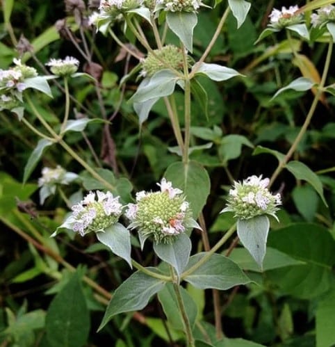 Pycnanthemum: Pollinator Powerhouses