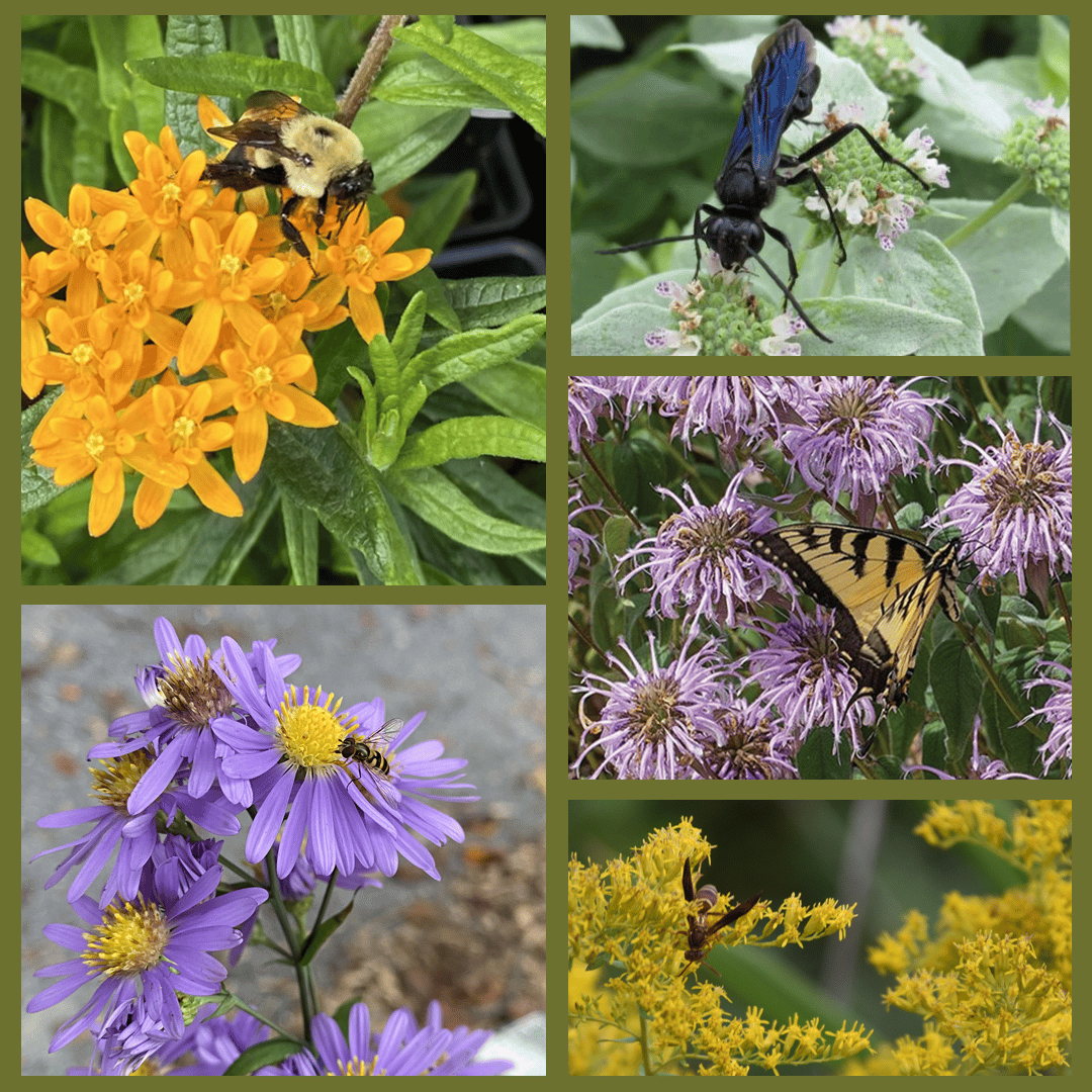 Pollinators on Plugs