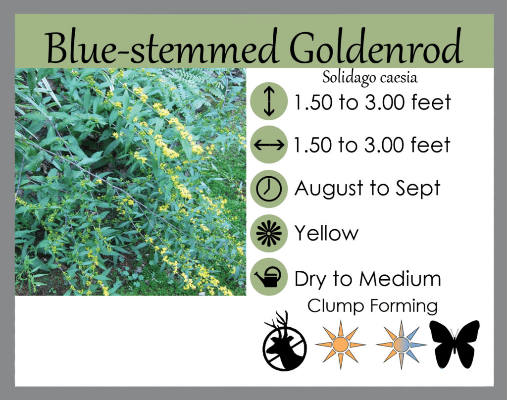 Solidago caesia Solidago caesia