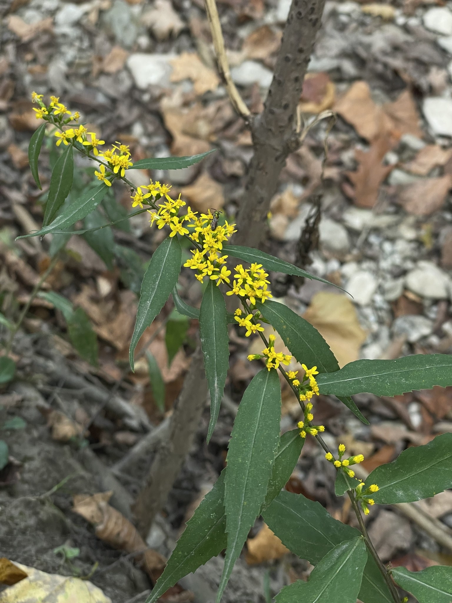 Solidago caesia Solidago caesia