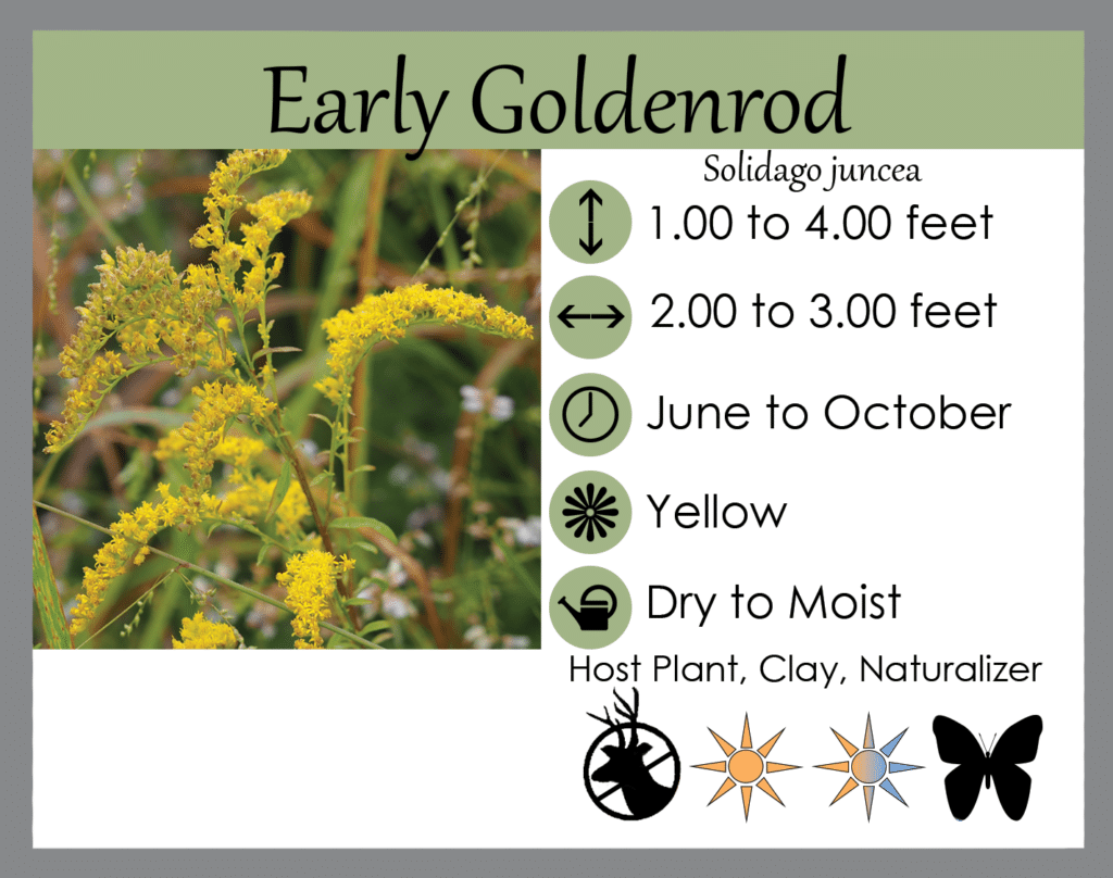 Solidago juncea Solidago juncea