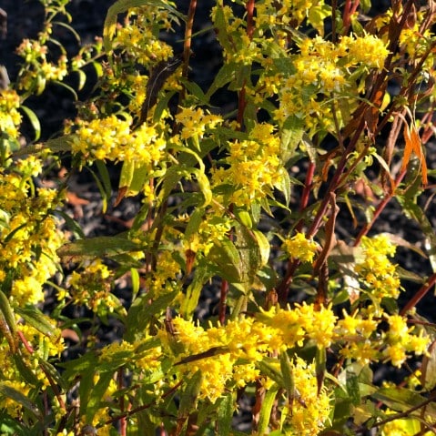 Maryland Native Plants for Fall Flowers: Solidago – Goldenrod