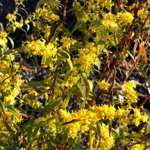 Solidago: Pollinator Powerhouses