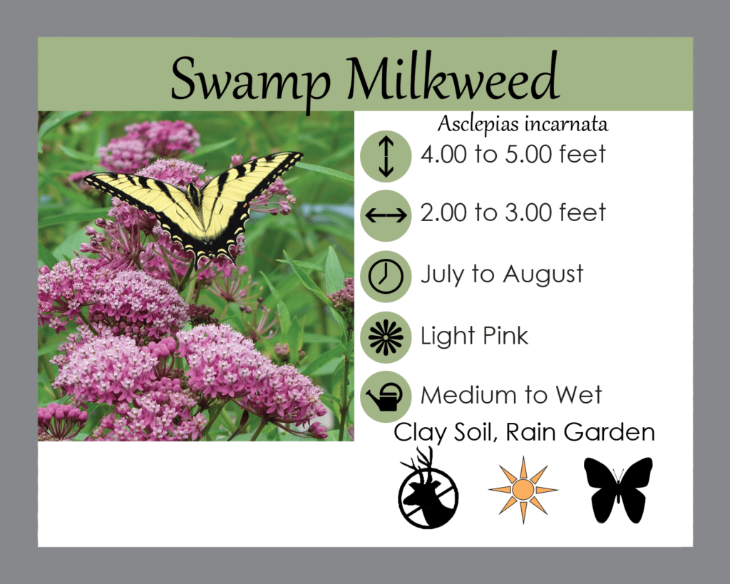 SwampMilkweed