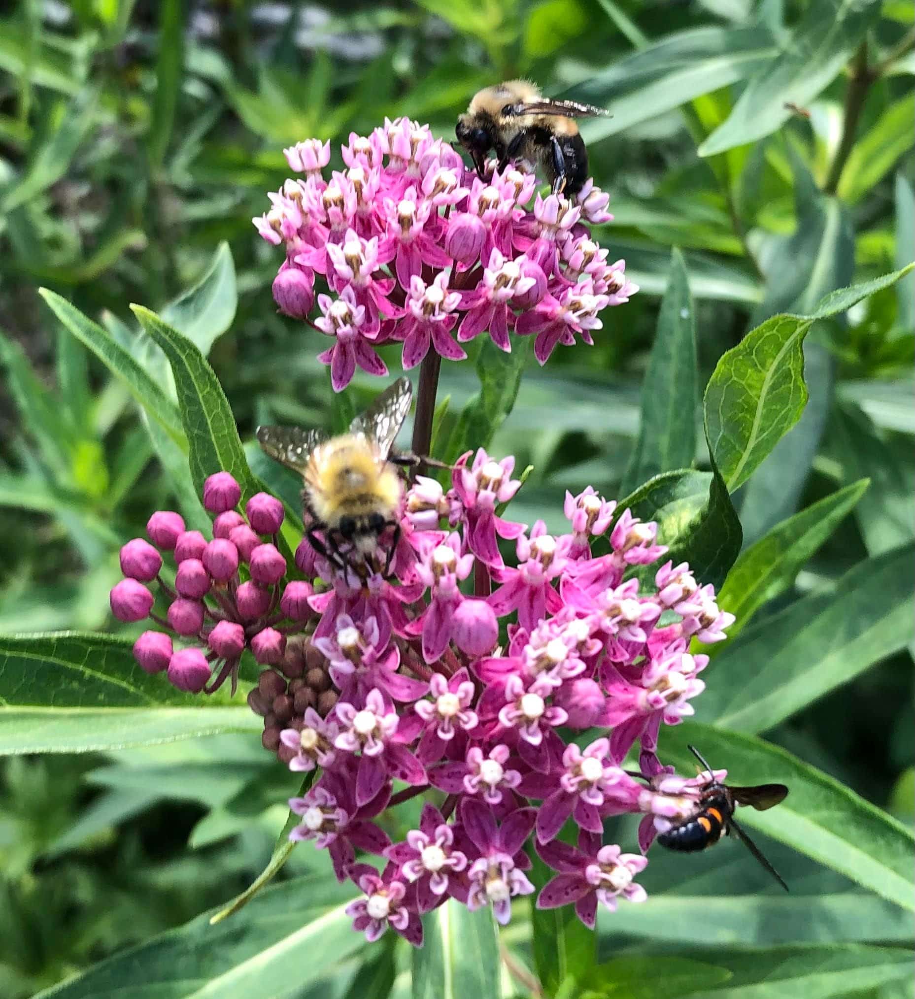 Milkweed and Bees Laurens Garden Service and Native Plant Nursery
