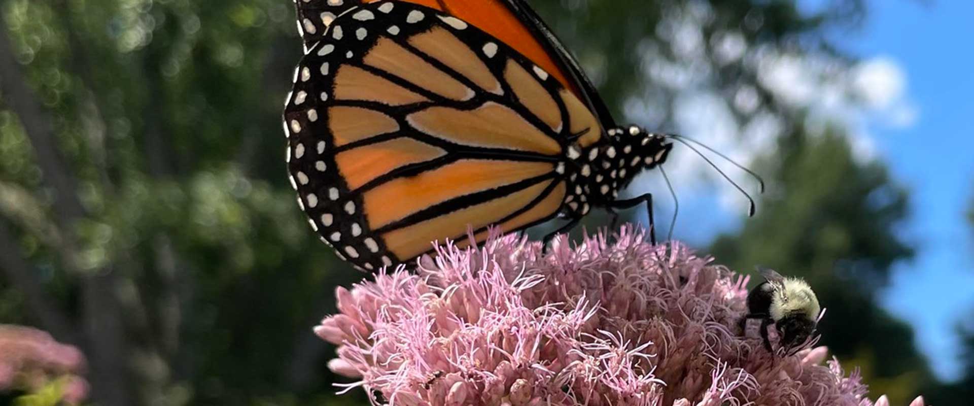 Monarch Butterfly Milkweed Laurens Garden Service and Native Plant Nursery our promise