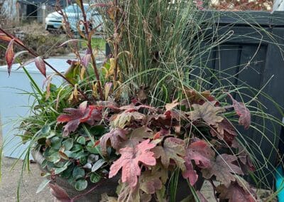 Pathway Container Planting Laurens Garden Service and Native Plant Nursery