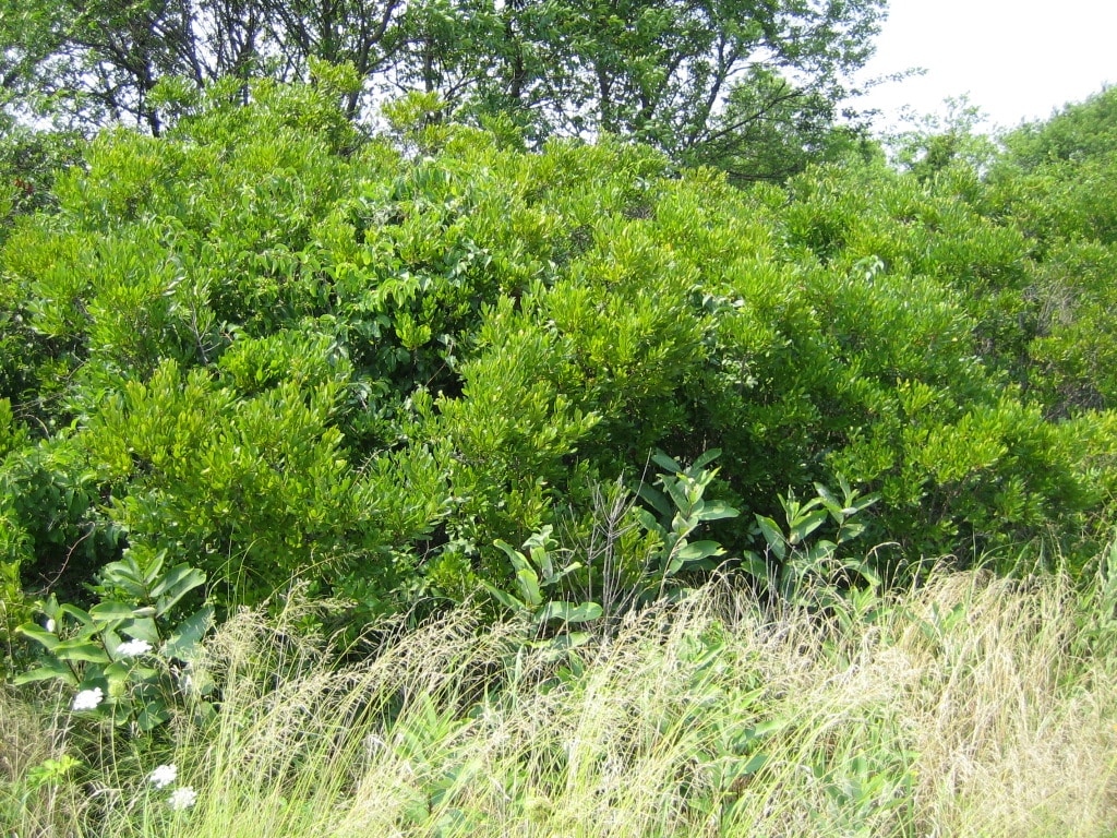 Morella pensylvanica - Bayberry hedge