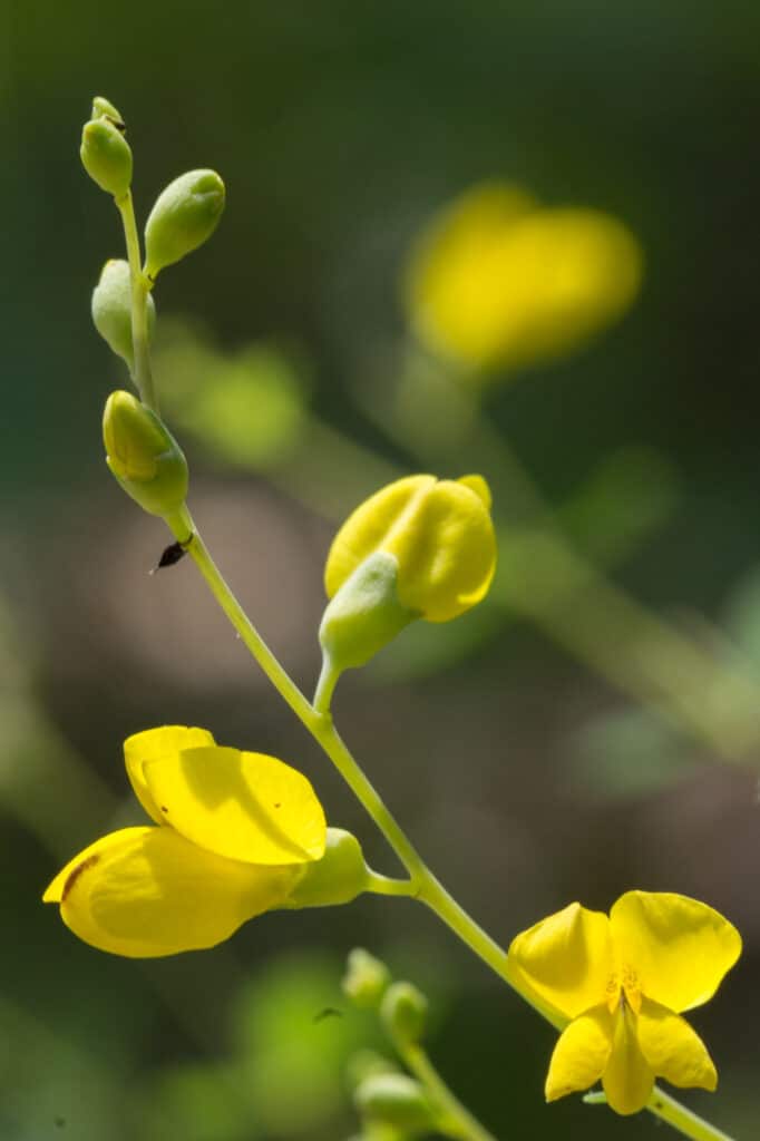 Baptisia tinctoria flowers