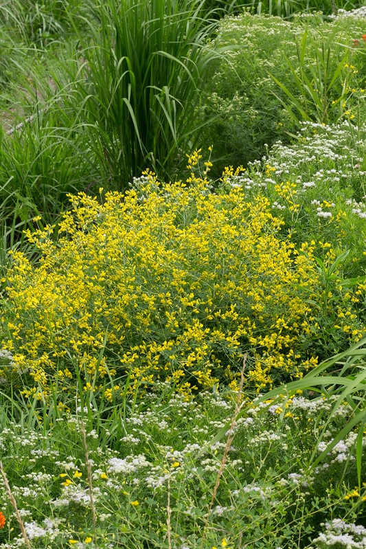 Baptisia tinctoria with Pycnanthemum tenuifolium