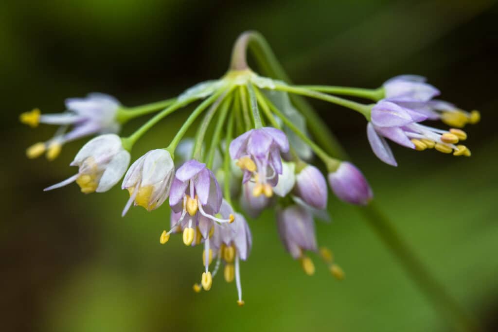 Allium cernuum flower