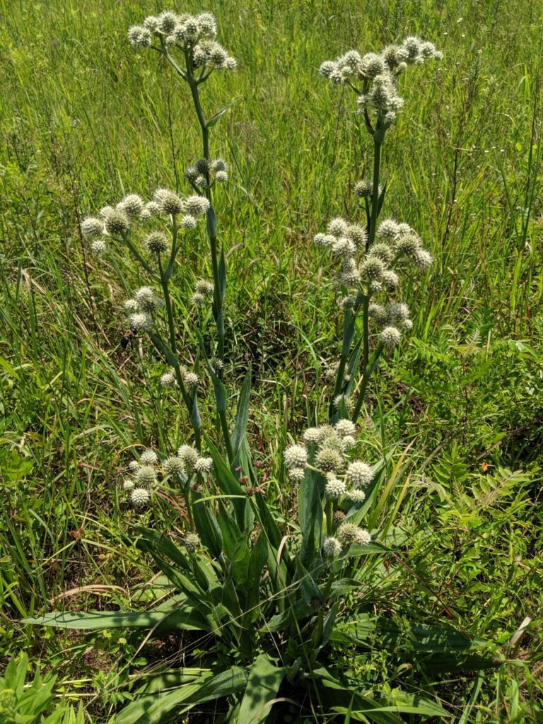 Eryngium yaccafolium (rattlesnake master) in bloom