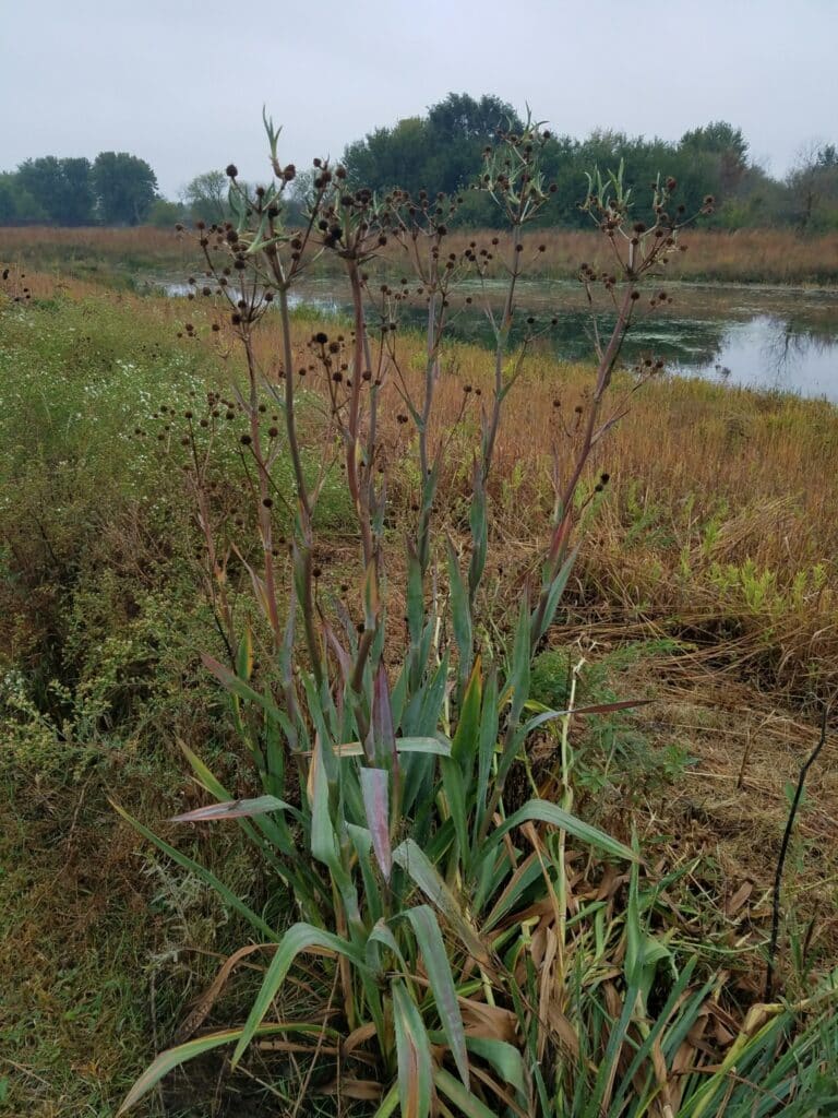 Eryngium yaccafolium (rattlesnake master) in the fall