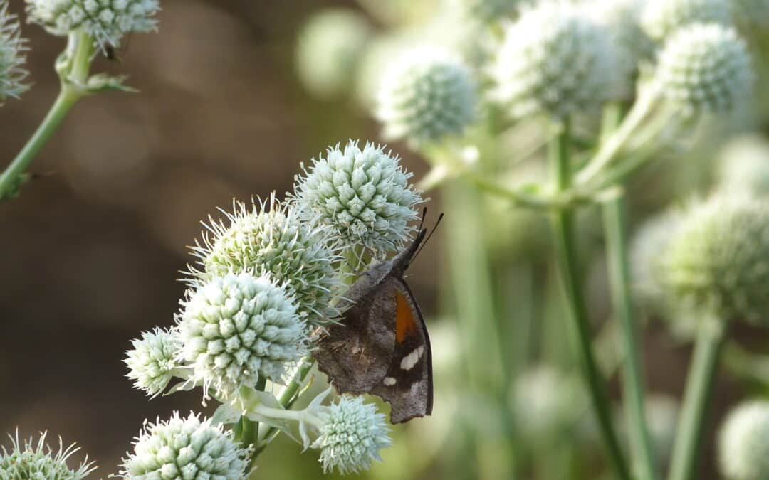 Maryland Native plants for summer: Eryngium yuccifolium – rattlesnake master