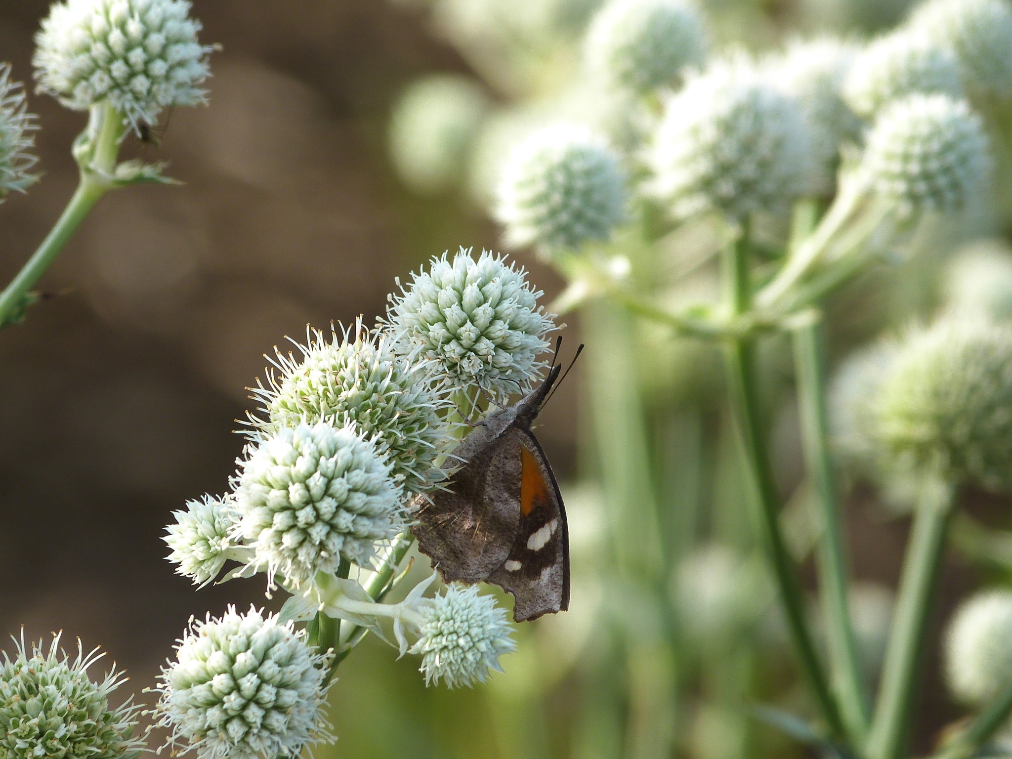 Eryngium yaccafolium flower