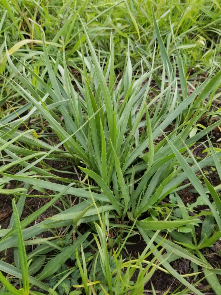 Eryngium yaccafolium (rattlesnake master) leaves