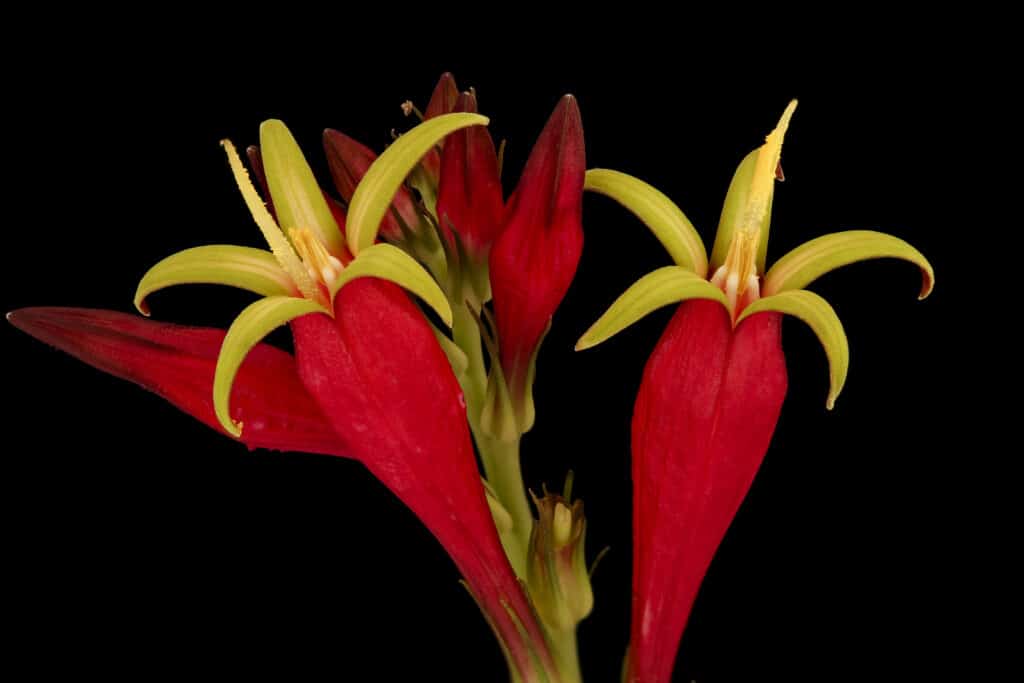 Spigelia marilandica 'Little Redhead' flowers 