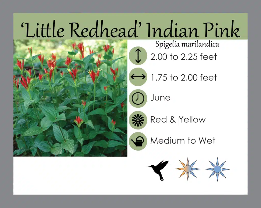 Little Redhead Indian Pink