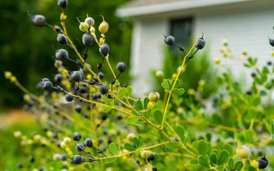 Maryland Native Plants for Spring: Baptisia tinctoria – Yellow Wild Indigo