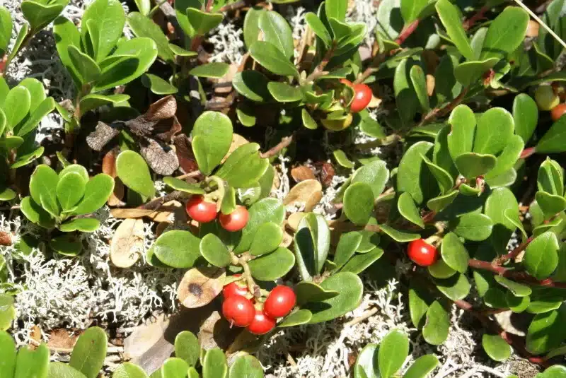 Bearberry berries