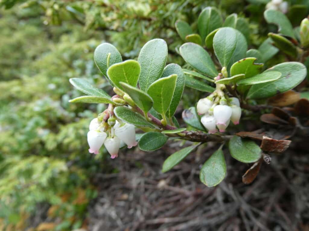 Bearberry flowers white with pink tinge