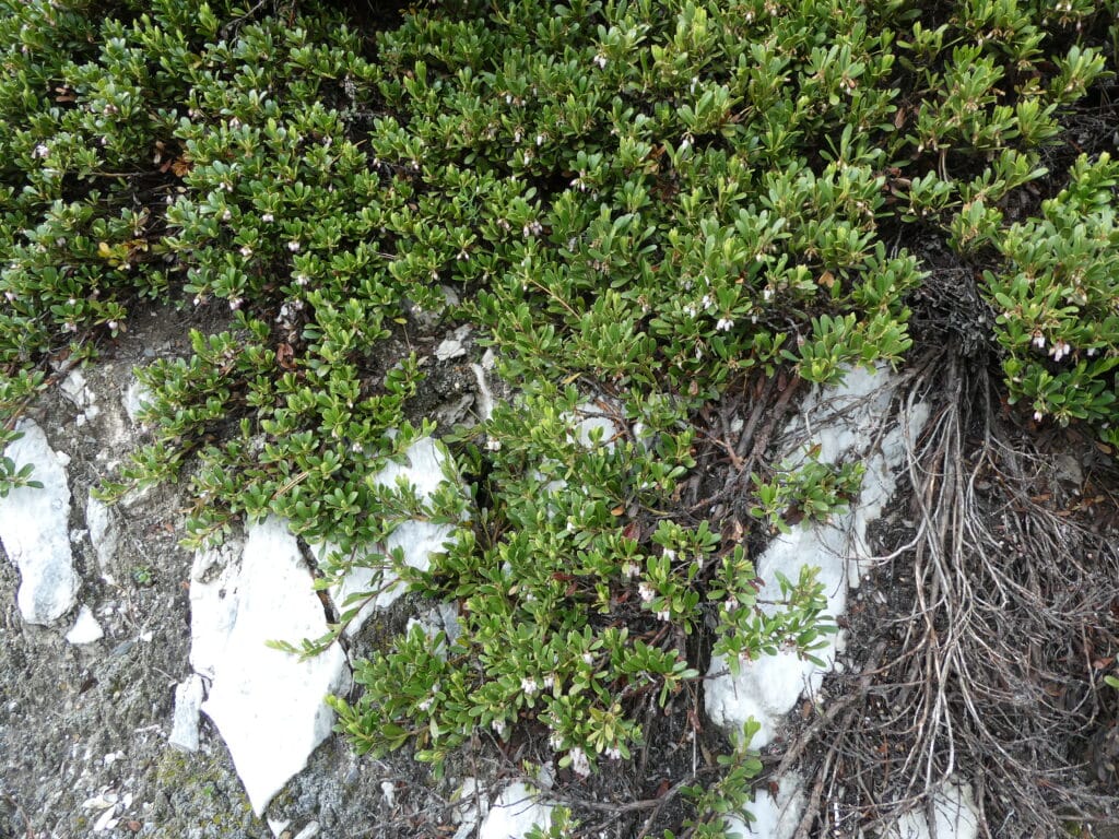 Bearberry foliage with flowers spreading over rocks