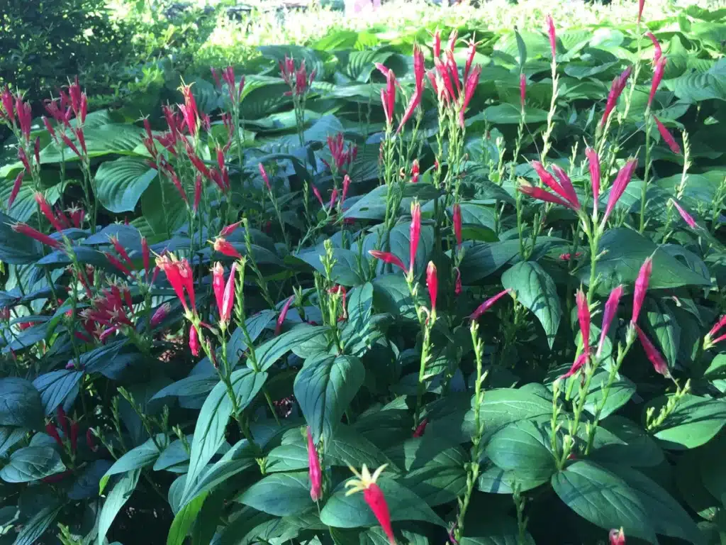 Spigelia marilandica 'Little Redhead' flowers and foliage