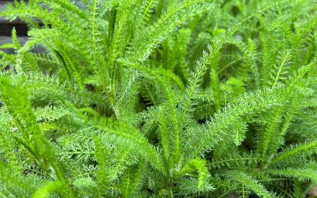 Native Plants for pollinators: Achillea millefolium – Yarrow