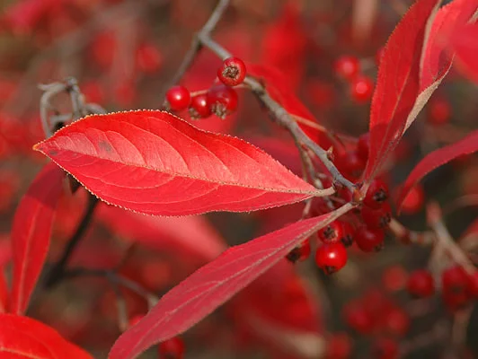 Aronia arbutifolia 'Brilliantissima' fall foliage and berries