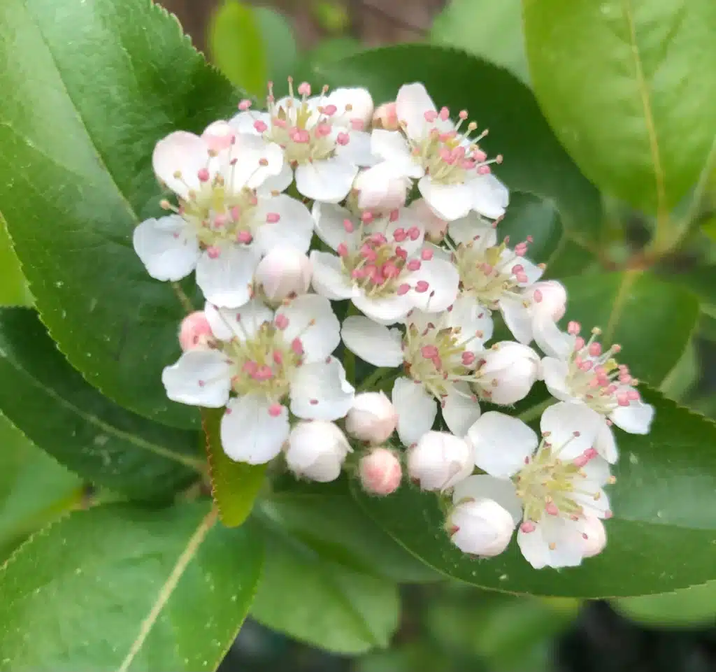 Aronia arbutifolia 'Brilliantissima' flowers