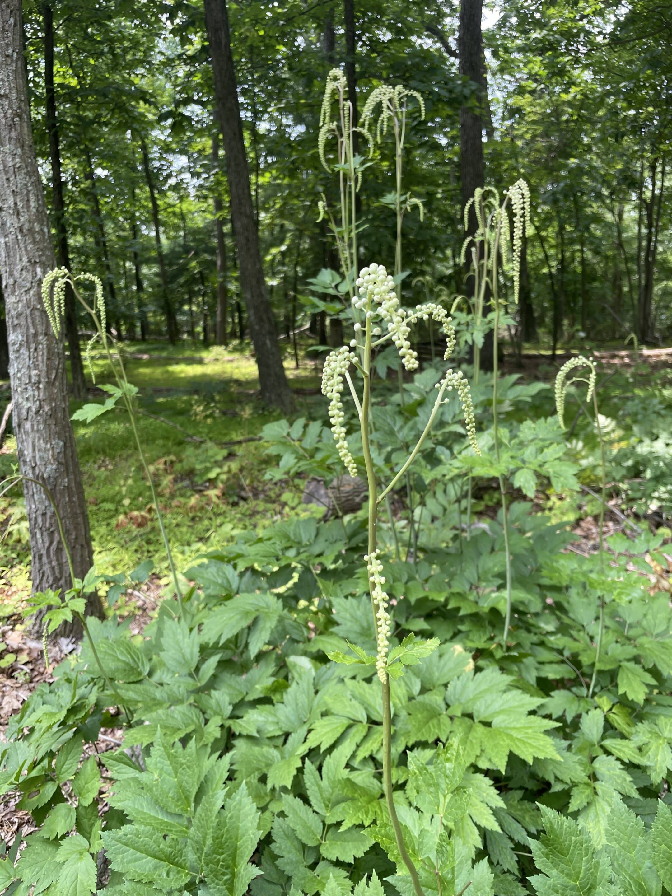 Black cohosh flowers