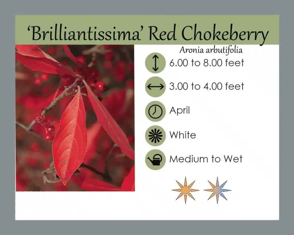 Brill Red Choleberry
