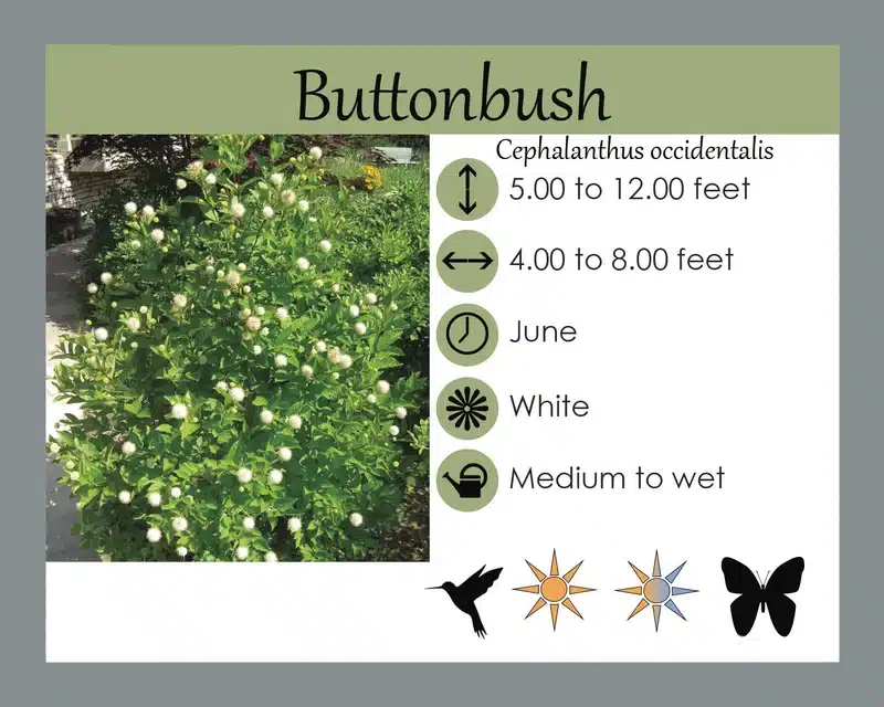 Buttonbush info card