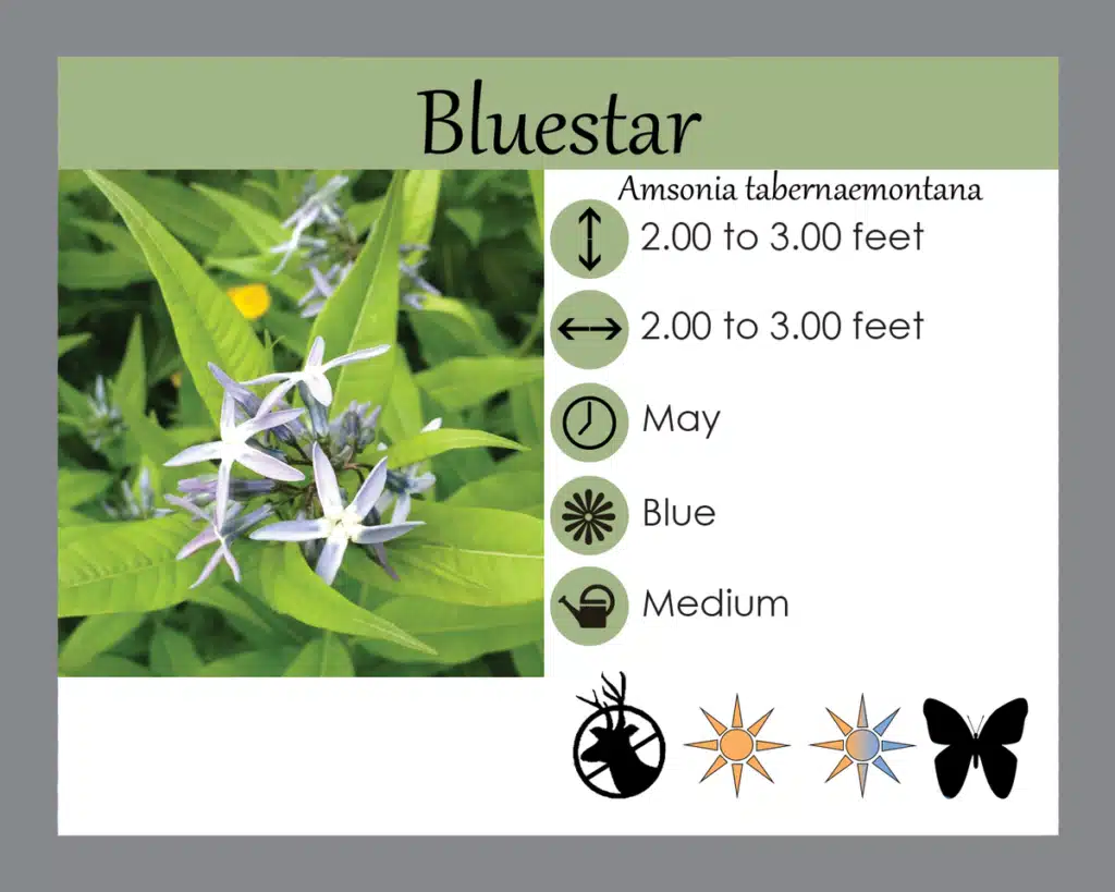 Eastern Bluestar