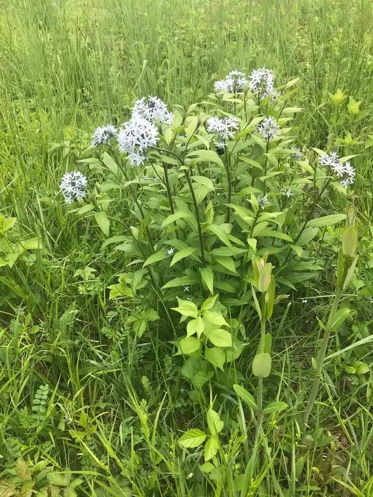 Eastern bluestar flowers and foliage