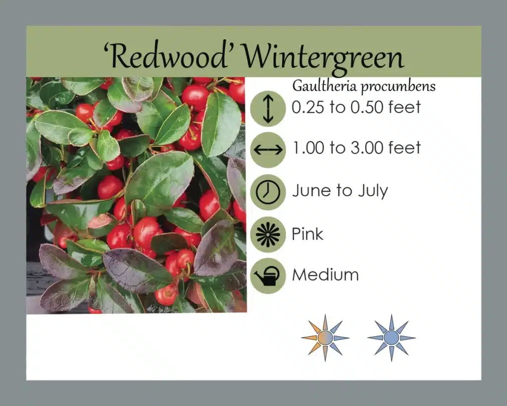  Redwood Gaultheria procumbens