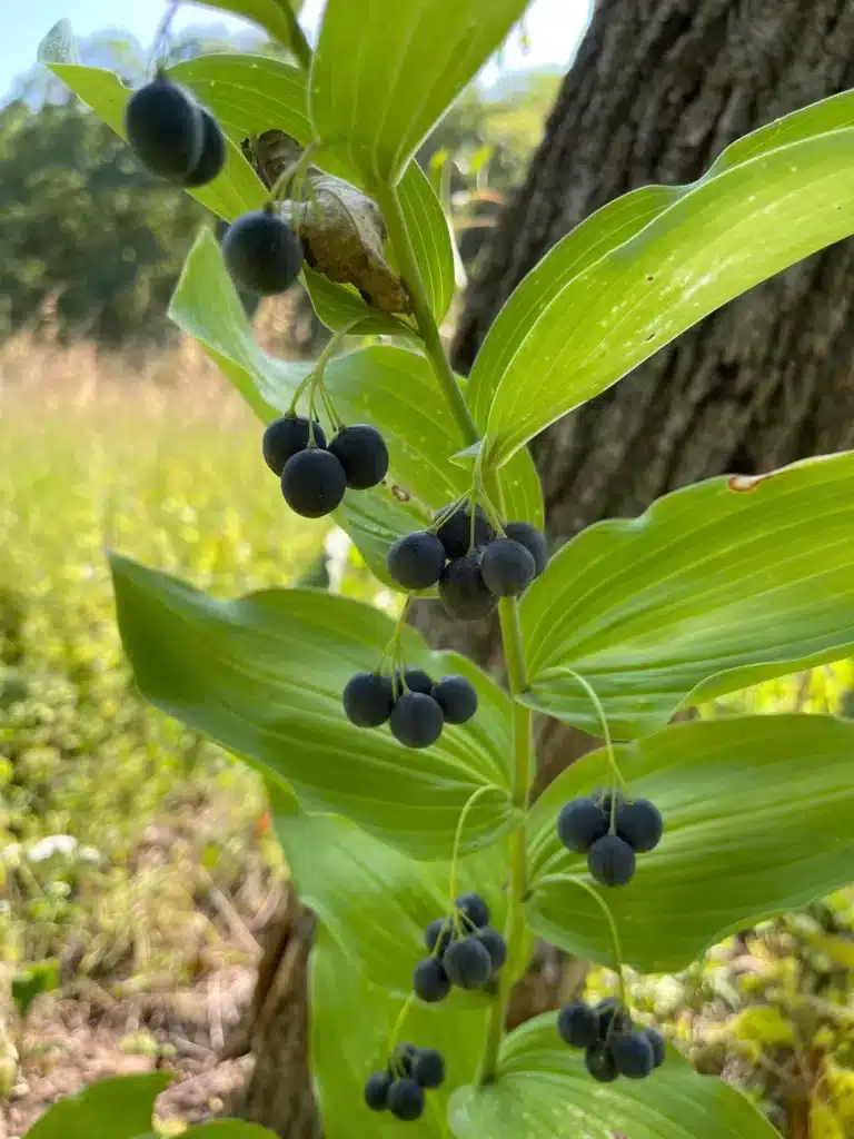 Giant Solomon's Seal with ripened berries