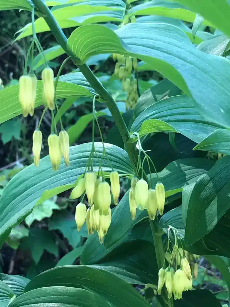 Giant Solomon's Seal flowers