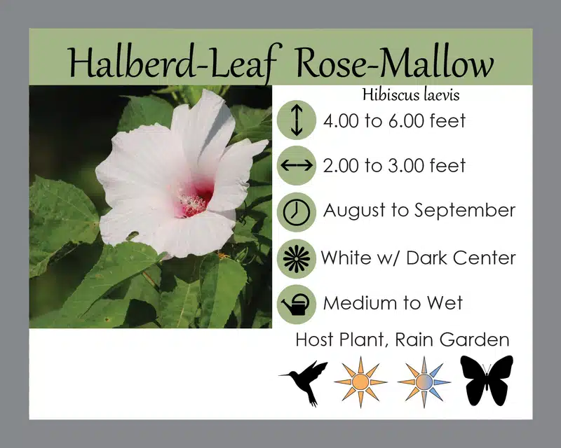 Halberd Leaved Rose Mallow info card