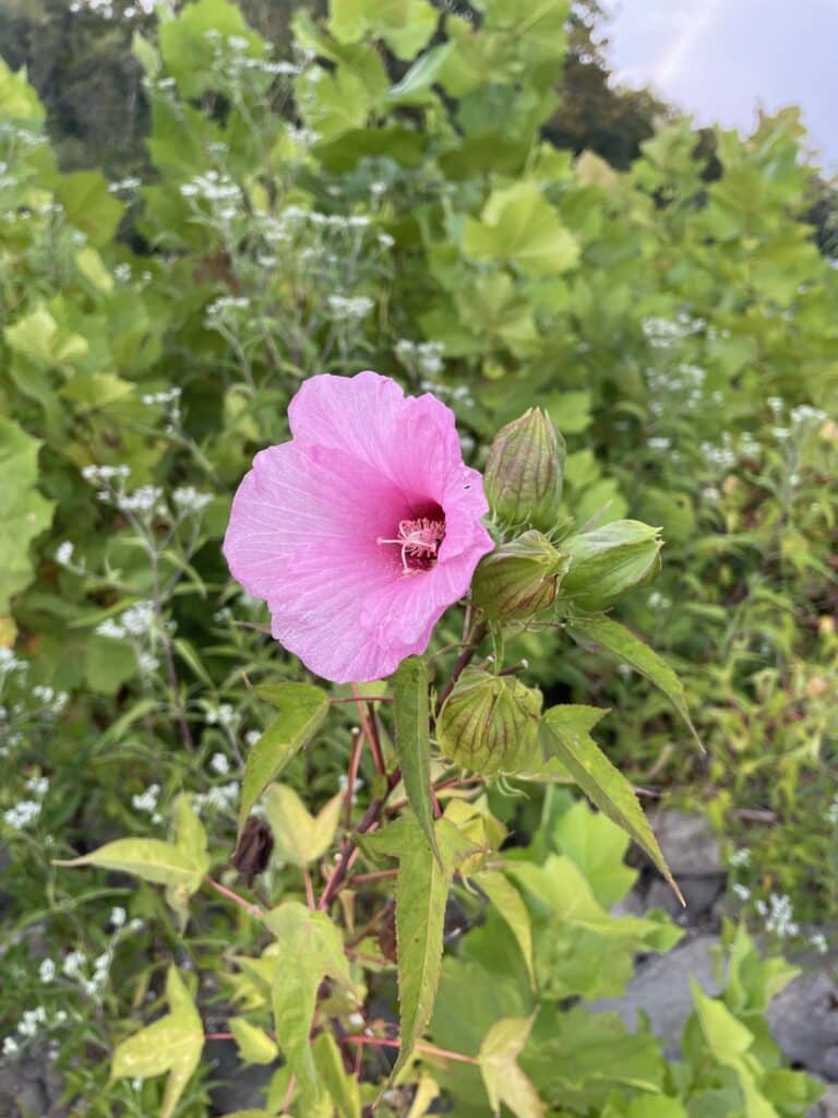 Halberd Leaved Rose Mallow pink blossom
