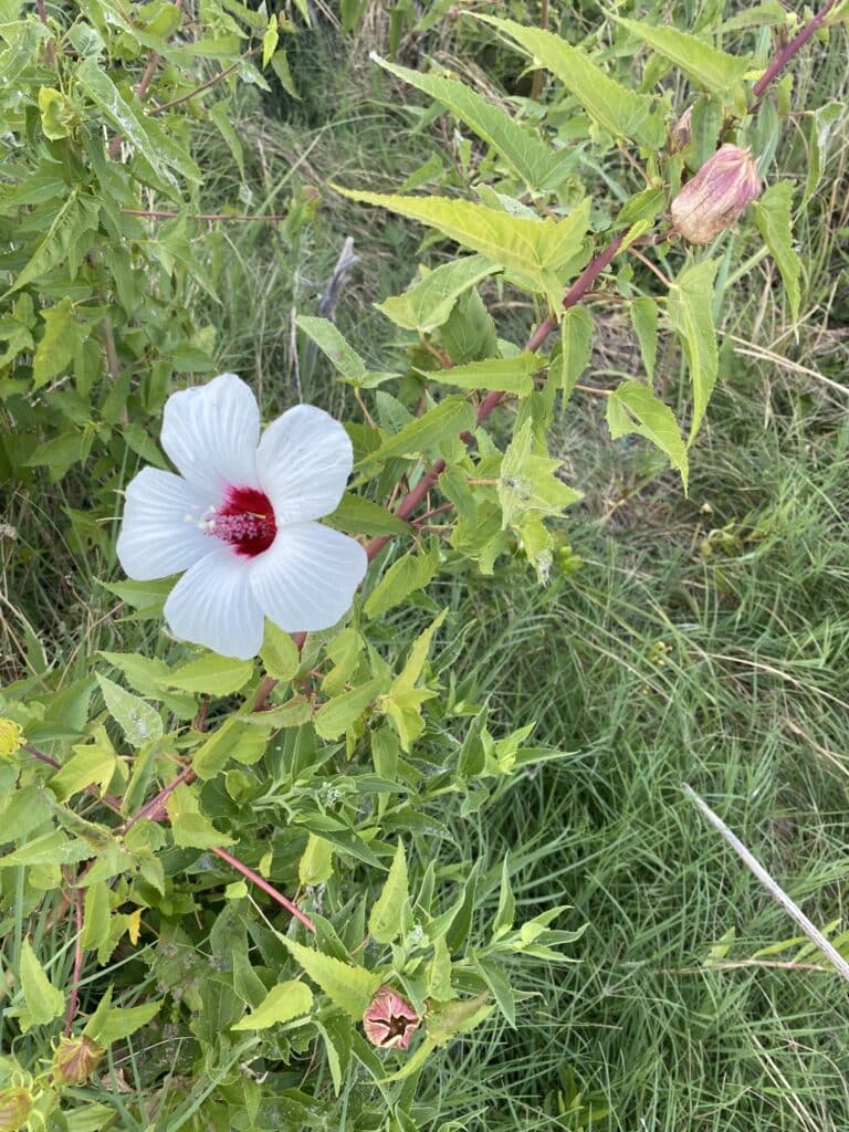 Halberd Leaved Rose Mallow white blossom