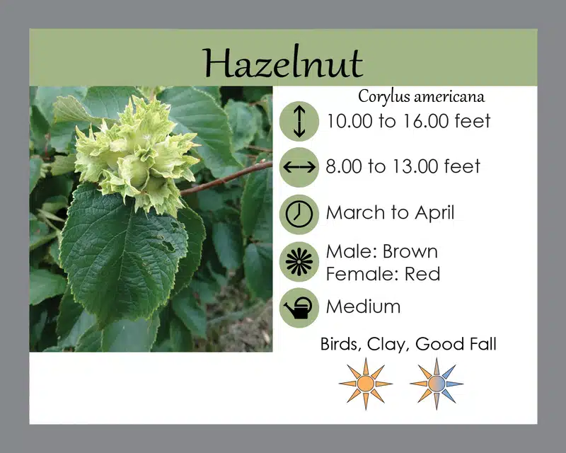 Hazelnut info card