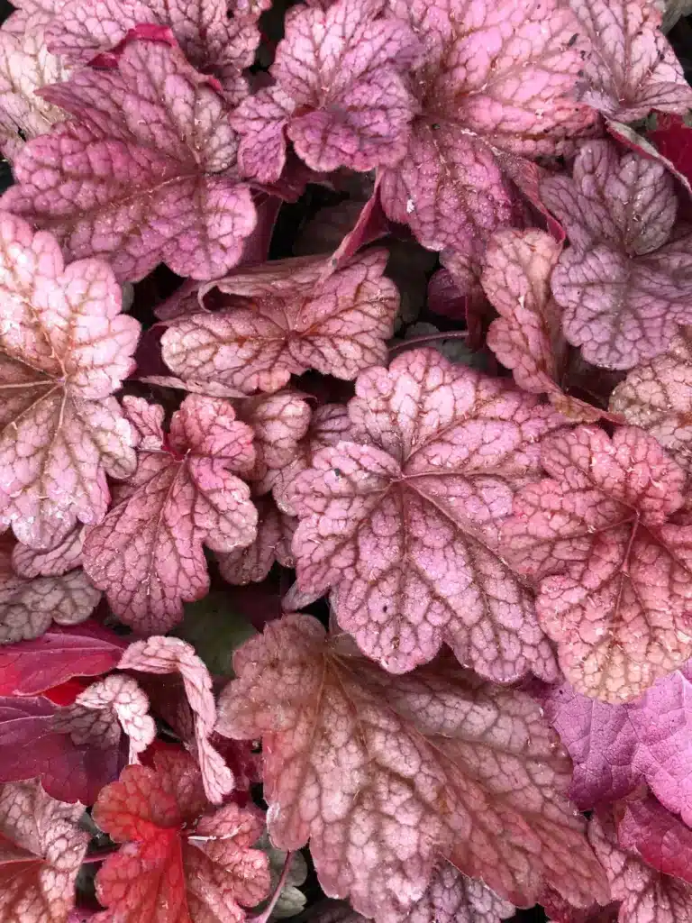 Heuchera americana 'Berry smoothie'