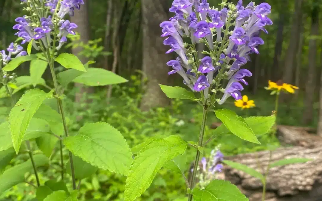 Maryland Native Plants for Summer: Scutellaria incana – Hoary Skullcap