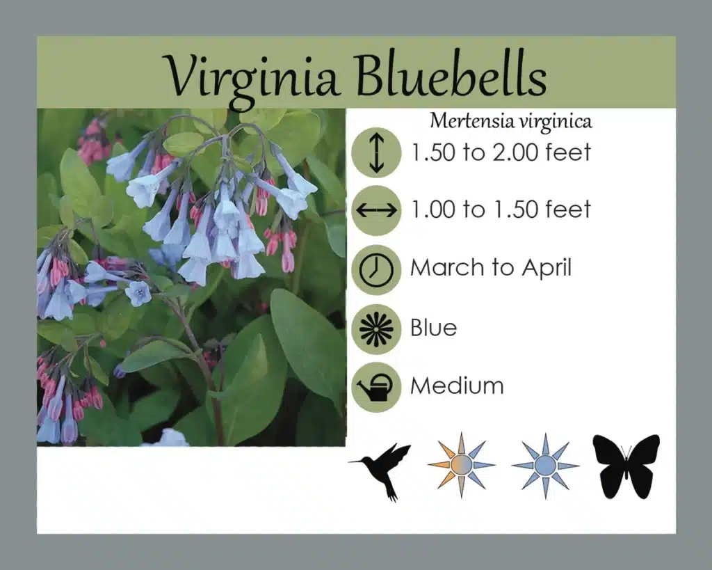 Mertensia virginica Virginia Bluebells