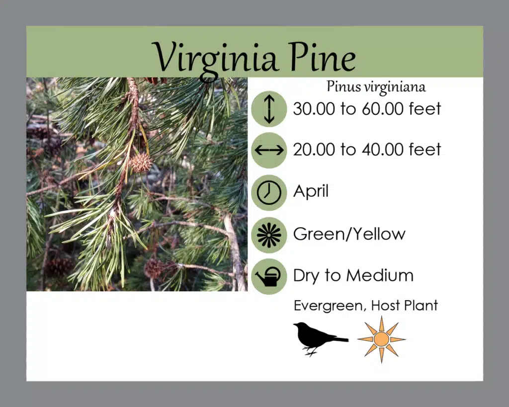 Pinus virginiana Virginia Pine
