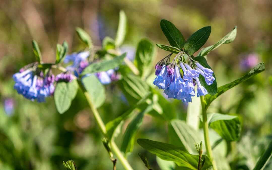 Maryland Native plants for spring: Mertensia virginica – Virginia Bluebells