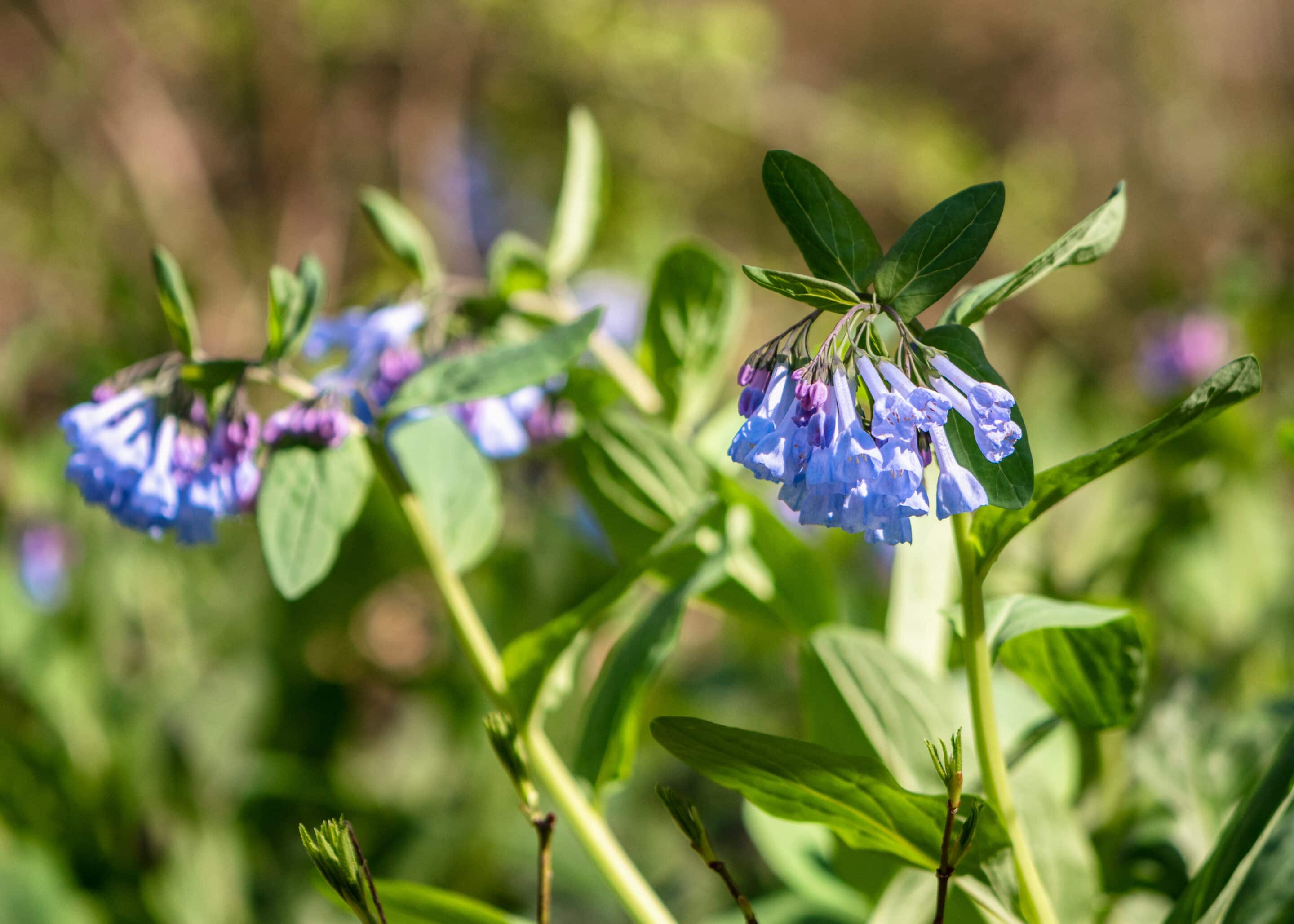 Mertensia virginica flowers